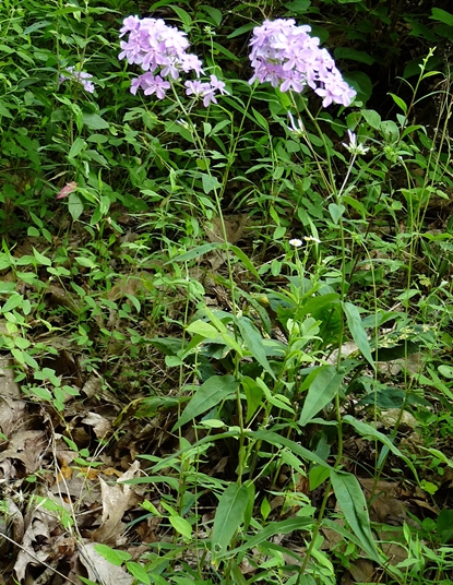 {Phlox carolina}